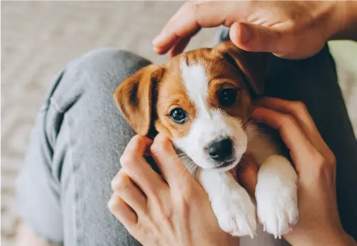 ペットと過ごす大切な時間をより豊かに育める場所へ