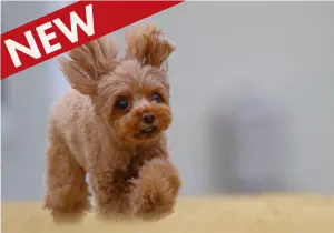 無料屋外ドッグラン