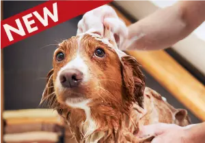 セルフウォッシュルーム